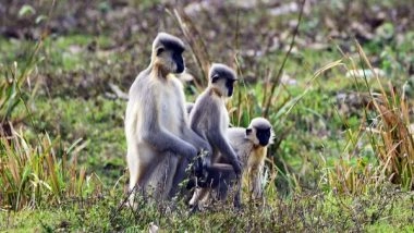 India News | Golden Langurs in Assam Face Population Decline Amid Loss of Habitat
