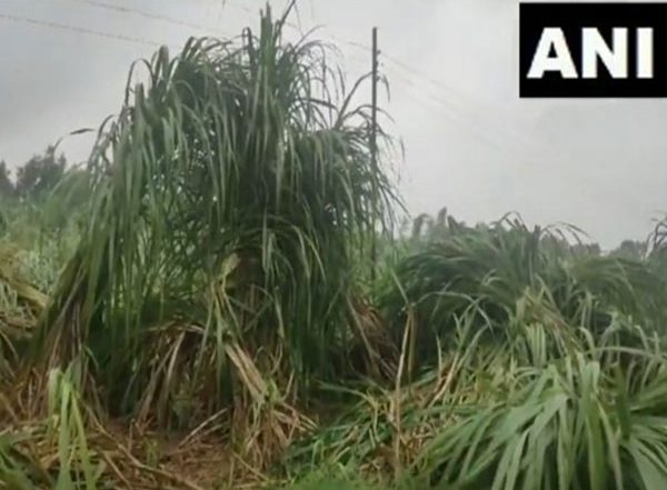 India News | Uttar Pradesh: Farmers Face Severe Crop Damage Due to Heavy Rain in Moradabad