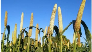 India News | Millet Cultivation Gains Momentum in Tripura Amid Global Focus on Nutritional Grains