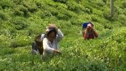 Business News | Tea Prices May Go Up Because of Bad Weather Impact, Industry Seeks Fiscal Incentives from Govt
