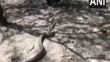 India News | Uttar Pradesh: Python Spotted at Uncha Village, Released into Forest Soon After