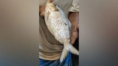 India News | First Shipment of Bangladeshi Hilsa Arrives in West Bengal Ahead of Durga Puja
