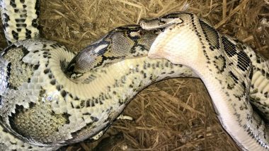 Burmese Python Swallows Even Bigger Reticulated Python Alive in Rare Intense Battle in Bangladesh, See Viral Photo