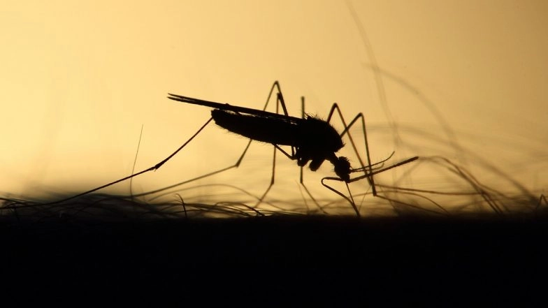 Dengue, Chikungunya Outbreak: Delhi Reports 300 More Dengue Cases in a Week