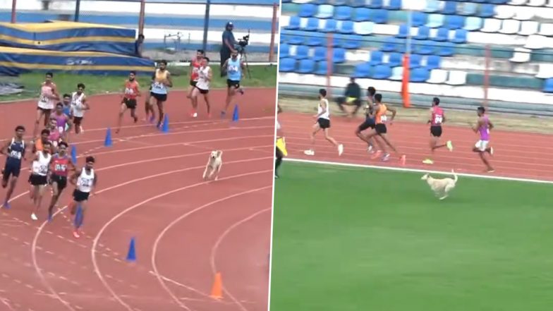 Dog Runs Alongside Athletes Competing in Men's 3000 M Steeplechase Final at National Open Athletics Championships 2024, Video Goes Viral