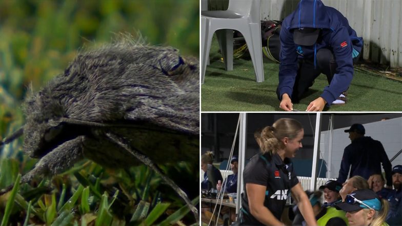 Eden Carson Pulls Off Prank on Teammate Jess Kerr By Placing Insect on Her in Dugout During AUS-W vs NZ-W 2nd T20I 2024, Video Goes Viral