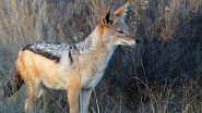 Jackal Attack in Mumbai: Golden Jackal Bites Man in Chembur, 2nd Incident in Recent Weeks