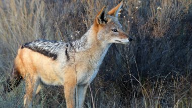 Wolf Spotted in Vikhroli? Mumbai Forest Department Issues Clarification After Kannamwar Nagar Residents Mistake Golden Jackals for Wolves