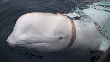 Hvaldimir Dies: 'Russian Spy' Whale, Which Was Spotted Wearing Suspected Camera Harness in 2019, Found Dead in Norway