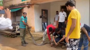 King Cobra Rescued From Odisha Home: 11-Foot Long Snake Enters House While Chasing Monitor Lizard in Bangra Village, Forest Officials Rescue Reptile (Watch Video)