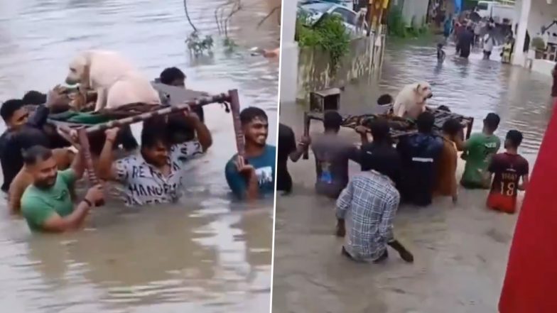 Vadodara Flood: Residents Use Cot to Rescue Aged Labrador Dog, Heartwarming Video Goes Viral