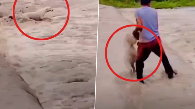 Animal Cruelty Caught on Camera: Man Throws Stray Dog Into Floodwater, Disturbing Video Surfaces