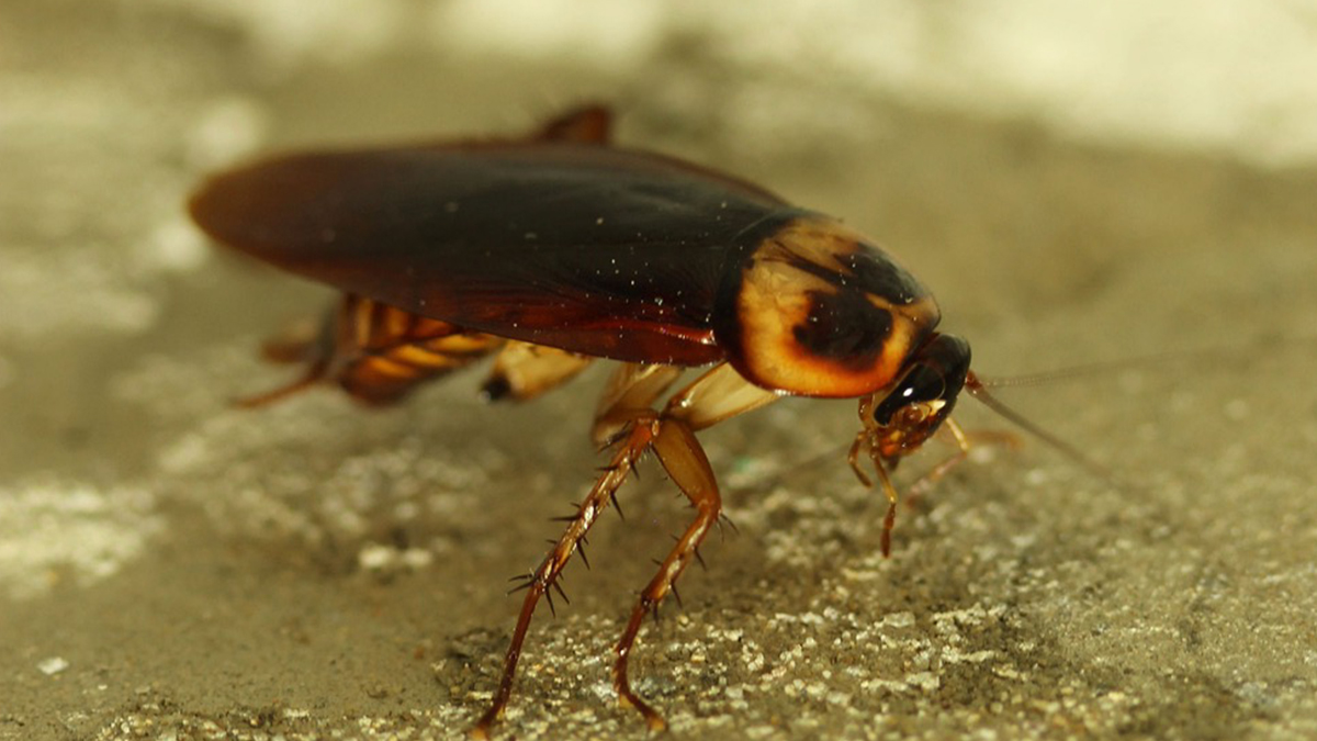 UK News | Pest Controllers Warn of Rising Cockroach Infestations in ...