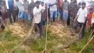 Snake Swallows Cow in Agra: Villagers Fail to Rescue Calf As 16-Foot Python Swallows It in UP; Videos Surface