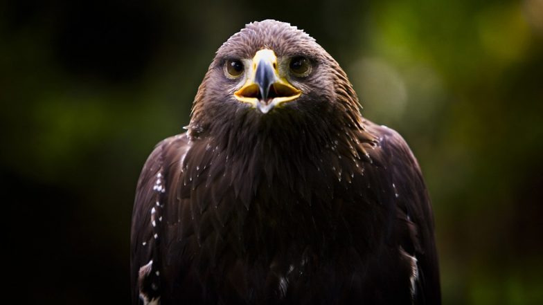 Golden Eagle Attacks 20-Month-Old Girl, Several Others in Norway; Shot Dead