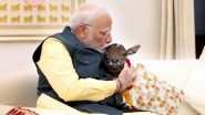 PM Narendra Modi Welcomes ‘Deepjyoti’, Calf Born at His Official Residence 7 Lok Kalyan Marg (See Pics and Video)