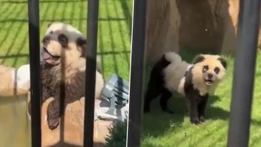 China: Shanwei Zoo Paints Dogs White and Black to Make Them Look Like Pandas, Forced to Admit Truth After ‘Panda’ Starts Panting and Barking (Watch Video)