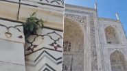 Agra: Plant Sprouts on Taj Mahal’s Main Pillar, Sparks Maintenance Concerns; ASI Responds After Videos Go Viral