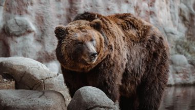 Bear Dies After Eating Crude Bomb in Madhya Pradesh’s Balaghat, Forest Officials Launch Investigation