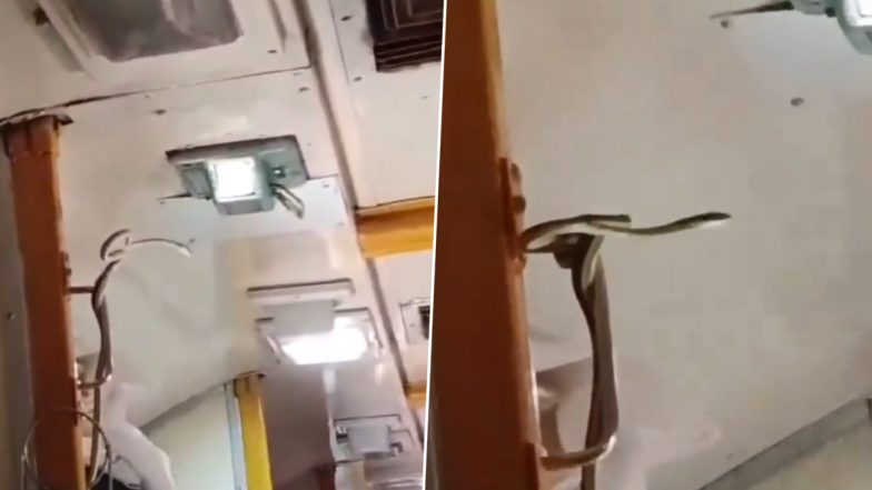 Snake on Garib Rath Express: Venomous Serpent Spotted Spiralled Inside AC Coach of Jabalpur-Mumbai Train, Viral Video Surfaces