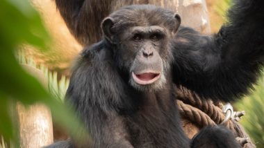 ‘They No Longer Fear Humans’: Famous Tool-Using Chimpanzee Snatches 8-Month-Old Girl From Mother’s Arms, Kills Her in Guinea