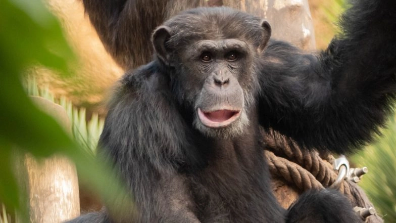 &lsquo;They No Longer Fear Humans&rsquo;: Famous Tool-Using Chimpanzee Snatches 8-Month-Old Girl From Mother&rsquo;s Arms, Kills Her in Guinea
