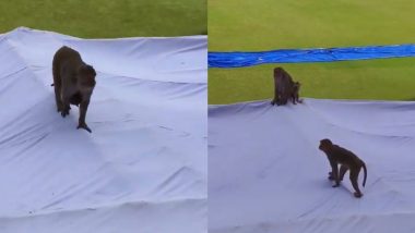 Monkeys Spotted Roaming Around Kanpur's Green Park Stadium During Training Session Ahead of IND vs BAN 2nd Test 2024, Videos Go Viral