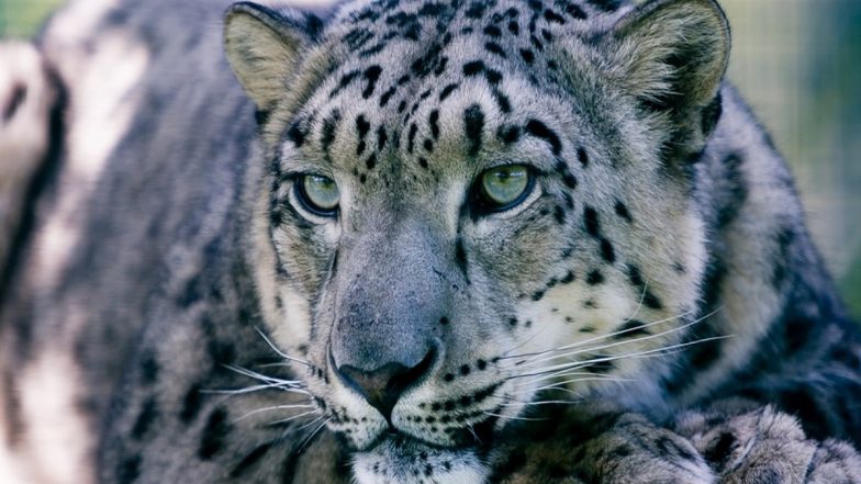 ‘Man-Eating’ Leopard Attacks 2 Farmers in UP’s Maharajganj, Captured by Villagers (Watch Video)