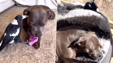 Molly and Peggy To Be Separated Again? Internet’s Favourite Duo Magpie and Staffordshire Terrier Dog Could Face Separation As Legal Issues Continue to Threaten Family