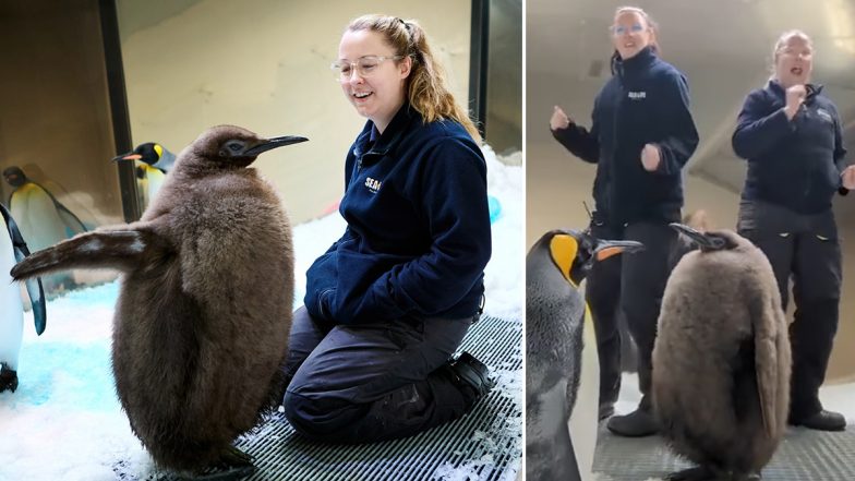 Pesto Penguin Is the Latest Internet Sensation! After Moo Deng, Melbourne Aquarium’s Baby Penguin Becomes a Social Media Heartthrob, Adorable Videos and Pics Go Viral