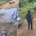 Pune: 6 Stray Dogs Allegedly Attack and Drag Child Playing Outside His House in Chakan, Terrifying Video Surfaces