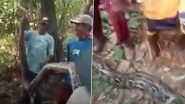 In a Heartbreaking Tragedy, Husband Finds Lifeless Body of Wife Half Eaten by Massive Python in Muaro Jambi Regency, Indonesia, Viral Video Shows Locals Hunting Down the Snake