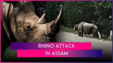 Rhino Attack in Assam: Biker Chased, Mauled to Death by Rhino Near Pobitora Wildlife Sanctuary