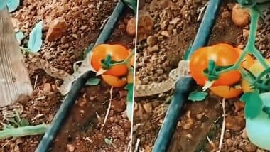 Snake Eating Tomato at Farm Viral Video! New Fear Unlocked as Clip Shows Snake Biting Tomato That Will Make You Second-Guess Your Farm Fresh Veggies (Watch)