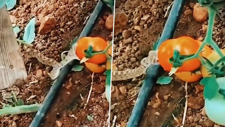 Snake Eating Tomato at Farm Viral Video! New Fear Unlocked as Clip Shows Snake Biting Tomato That Will Make You Second-Guess Your Farm Fresh Veggies (Watch)