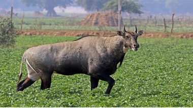 Bihar Government To Launch Drive To Cull Nilgai, Wild Boars in 5 Districts To Stop Destruction of Crop Fields