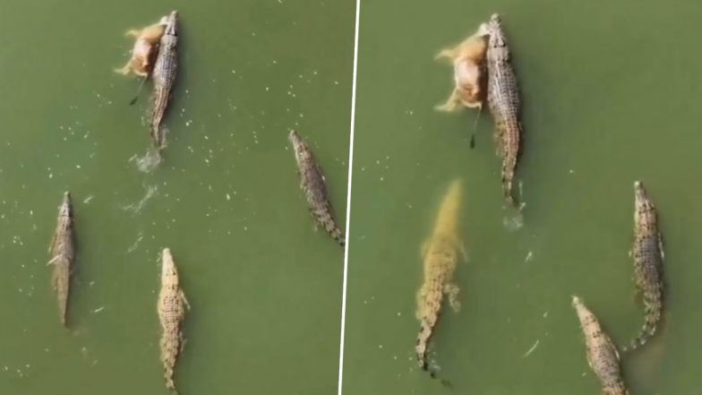 Video Showing 5 Crocodiles in Flood Waters With Prey in One’s Jaw Not From Vadodara? Old Clip From Australia’s Kimberley Viral Amid Gujarat Floods