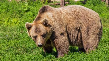 Bear Attack in Tripura: Wild Bear Attacks Man Attending Jhum Field, Inflicts Severe Injuries on Victim’s Face; Kanchanpur Resident Battles for Life in Hospital