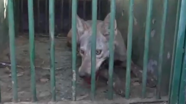 Wolf Scare in Bahraich: Forest Department Captures 5th Wolf Amid Wolf Attack in Uttar Pradesh, Ramp Up Search Operation To Catch Remaining Predator (Watch Video)