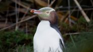 Hoiho, or Yellow-Eyed Penguin Wins New Zealand Bird of the Year 2024, Know About the World's Rarest Penguin Species