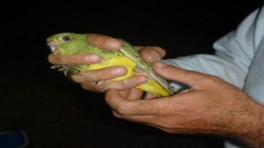 Australia: Largest Group of Critically Endangered Night Parrot Found in Western Australia