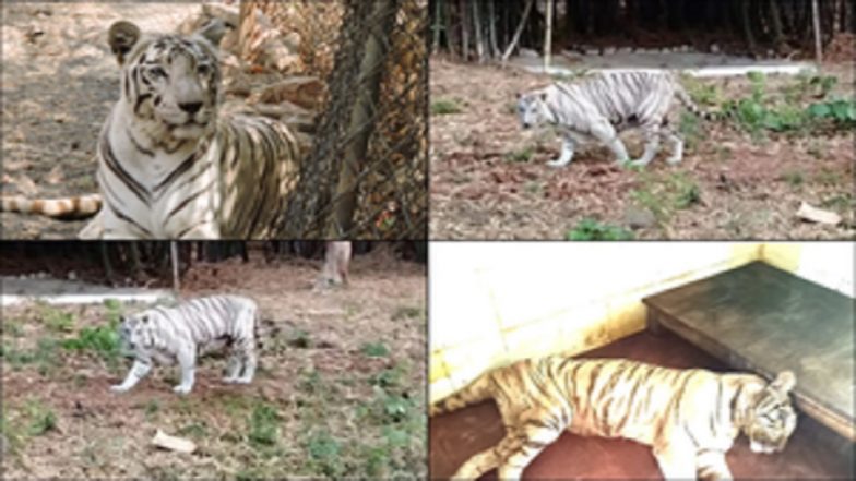 White Tigress 'Riddhi' Death News: Glory of Madhya Pradesh's Wildlife Found Dead at Van Vihar in Bhopal