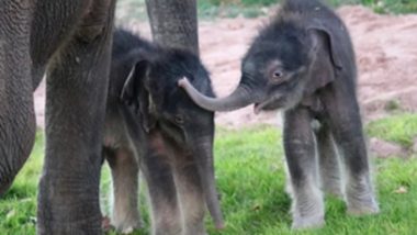 Twin Elephants Born in Myanmar: 21-Year-Old Elephant Named Pearl Sandar Gives Birth to Twins at Wingabaw Elephant Camp