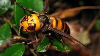 Wasp Attack in Tehri: Father, Son Die After Being Stung by Swarm of Wasps in Uttarakhand