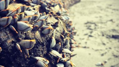 Mysterious ‘Alien-Like’ Creature Discovered on Australian Shore Identified As Goose Barnacles, Valued at 125 USD per Pound