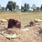 Sanjana Jatav Viral Video: Bharatpur Congress MP Seen Working in Field With Mother-in-Law, Earns Praise for Humble Lifestyle