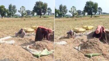 Sanjana Jatav Viral Video: Bharatpur Congress MP Seen Working in Field With Mother-in-Law, Earns Praise for Humble Lifestyle