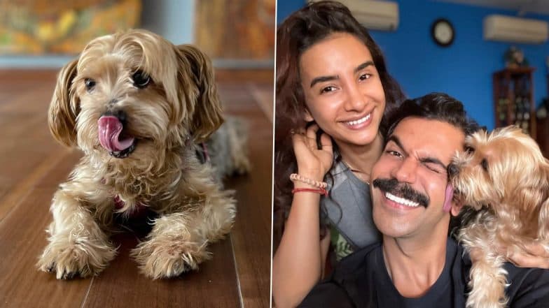 Rajkummar Rao and Patralekhaa Mourn the Demise of Their Pet Dog Gaga; Couple Share Adorable Pictures of Their Furry Friend and Pen ‘Thank You for Looking After Us’