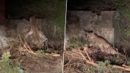 Leopard Terror in Uttarakhand: Big Cat Tries To Climb Wall With Prey in Its Mouth in Nainital, Terrifying Video Goes Viral