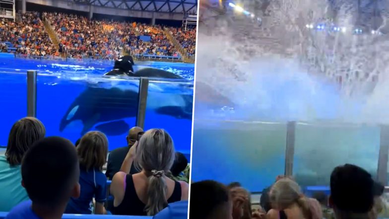 Killer Whale Poops in the Pool and Splashes the Dirty Water at Horrified Audience, Video of Orca From SeaWorld San Antonio in the US Goes Viral